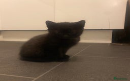 Mixed Breed cats for sale: 4 Black + Black and white kittens for sale! - Image 5