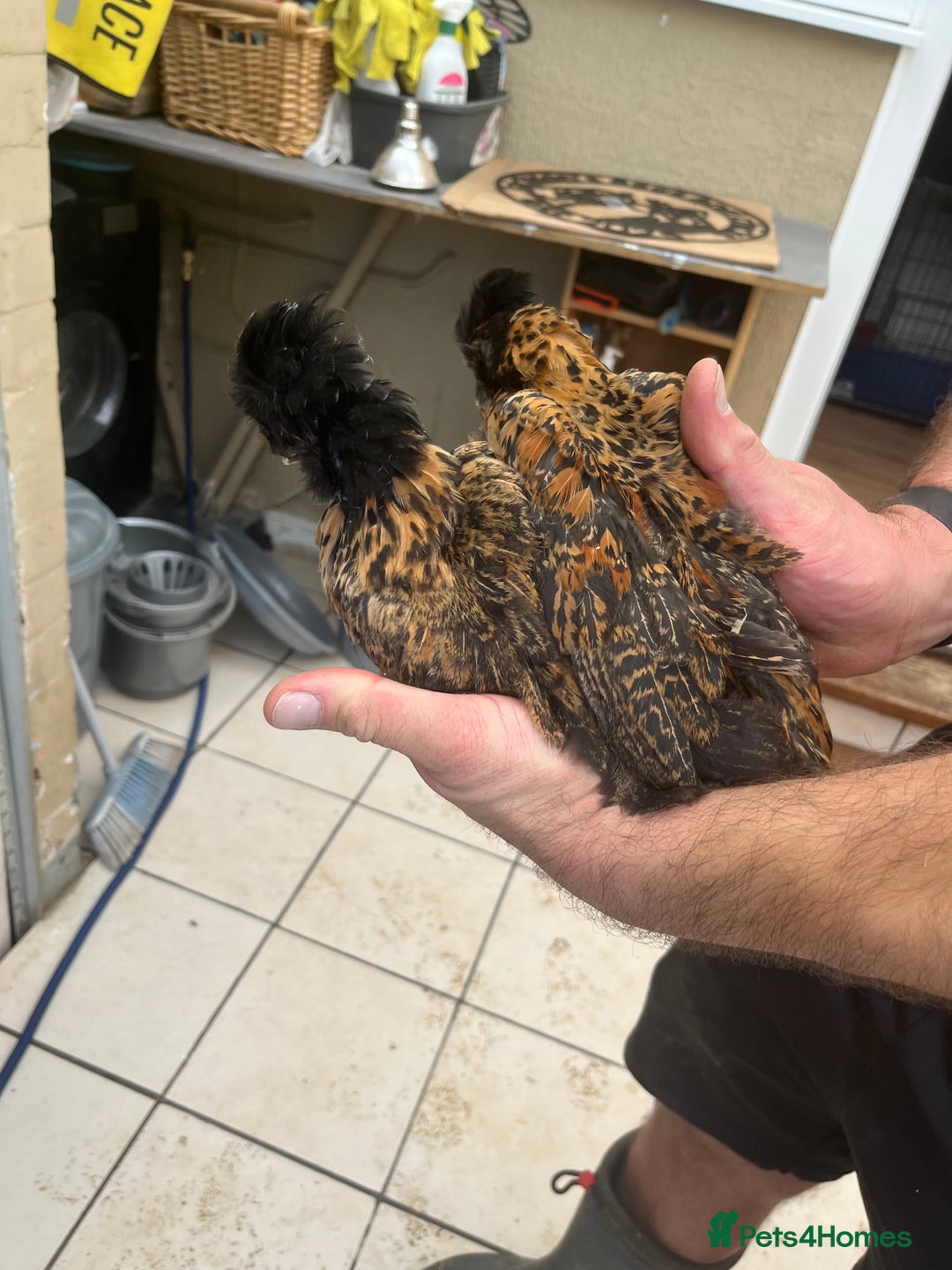 Chickens poultry for sale: Silkies - ducklings - Drakes - Advert 15