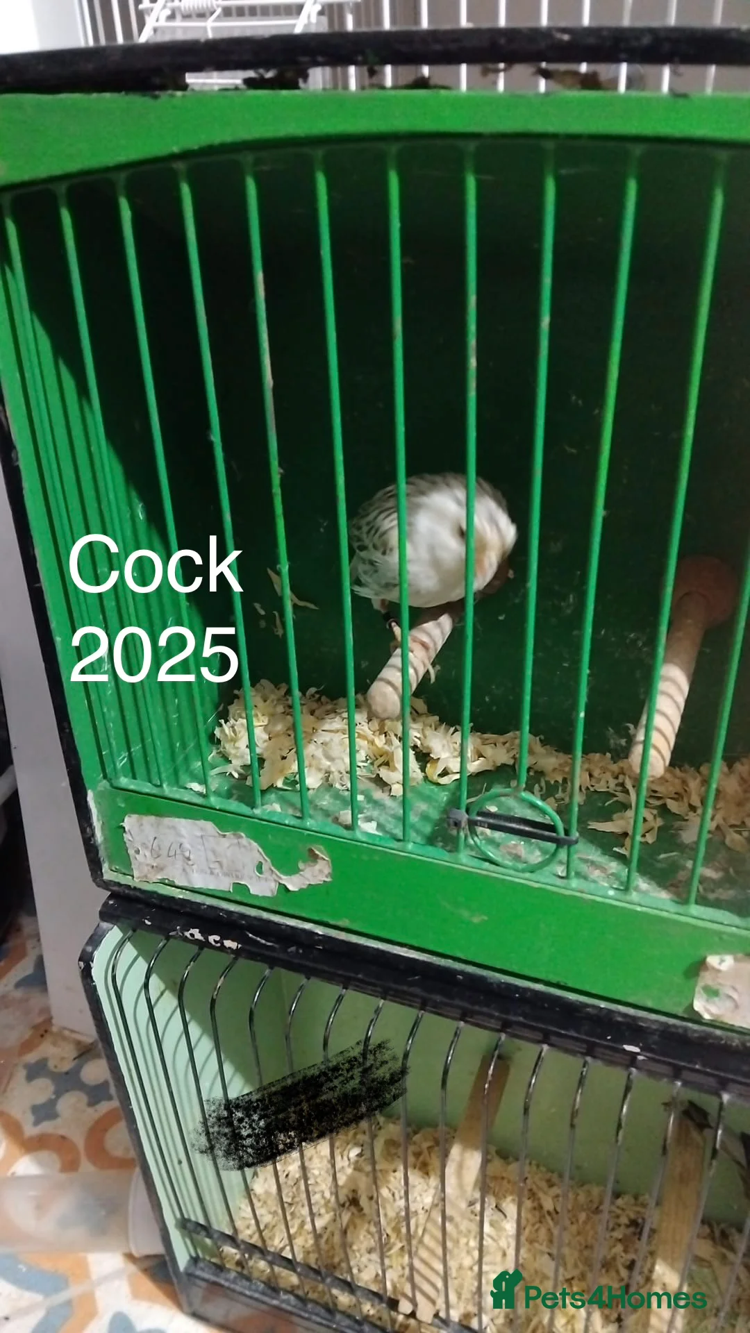 Canaries birds for sale: Canaries and Budgies for sale  - Advert 2