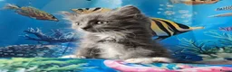Ragdoll cats for sale: PET OR ActiveTicaHCM,PKD Certyficate,Championship  - Advert 22