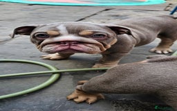 English Bulldog dogs for sale: Final Female English Bulldog available - Image 24