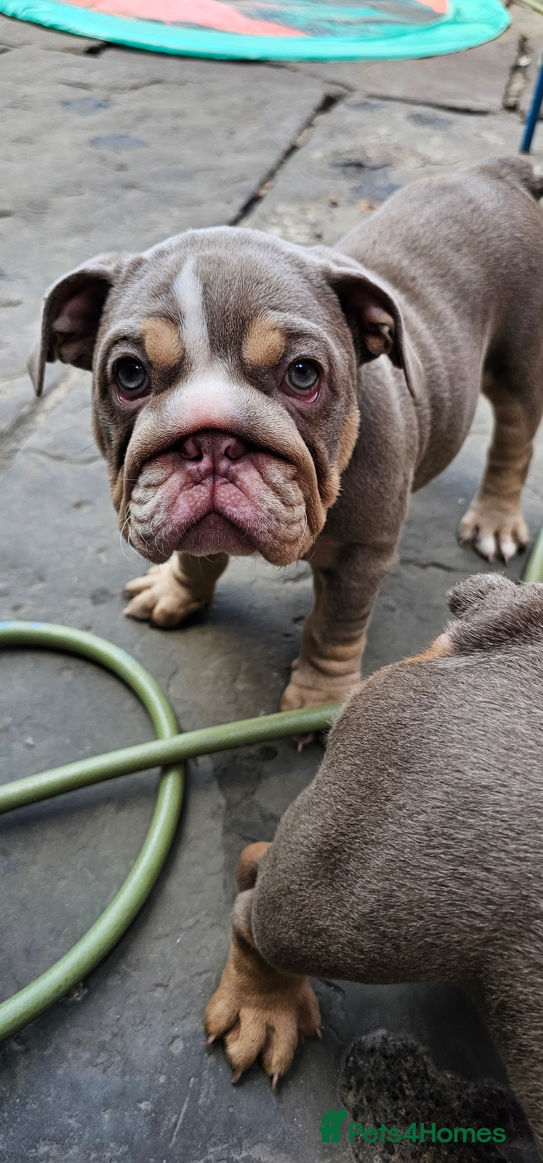 English Bulldog dogs for sale: Final Female English Bulldog available - Image 24