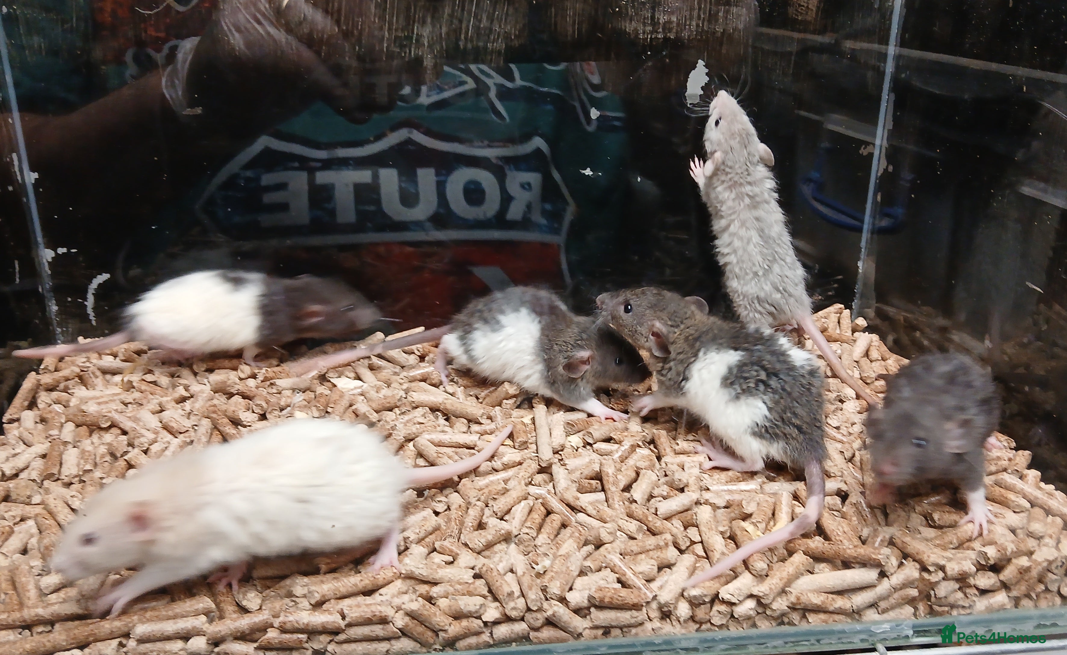 Rat rodents Baby Dumbo Rats Normal - Rex Furred  - Advert 18