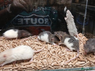 Rat rodents Baby Dumbo Rats Normal - Rex Furred - Advert 3