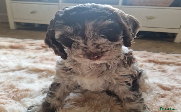 Sproodle dogs - Advert 1