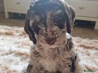 Sproodle dogs - Advert 29