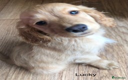 Mixed Breed dogs for sale: 5 adorable puppies - Image 13