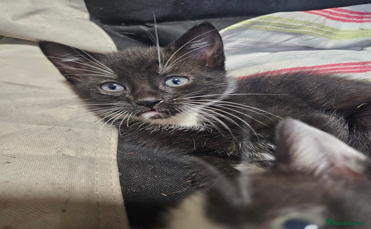 Mixed Breed cats The Last Male  - Advert 10