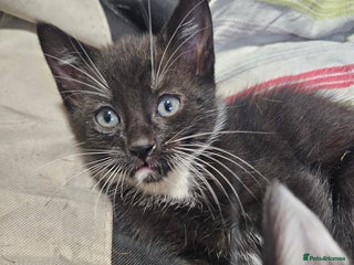 Mixed Breed cats The Last Male - Advert 14