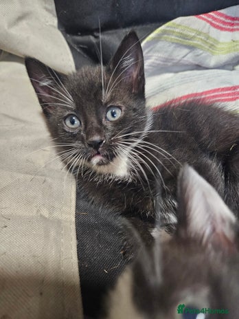 Mixed Breed cats The Last Male - Advert 10