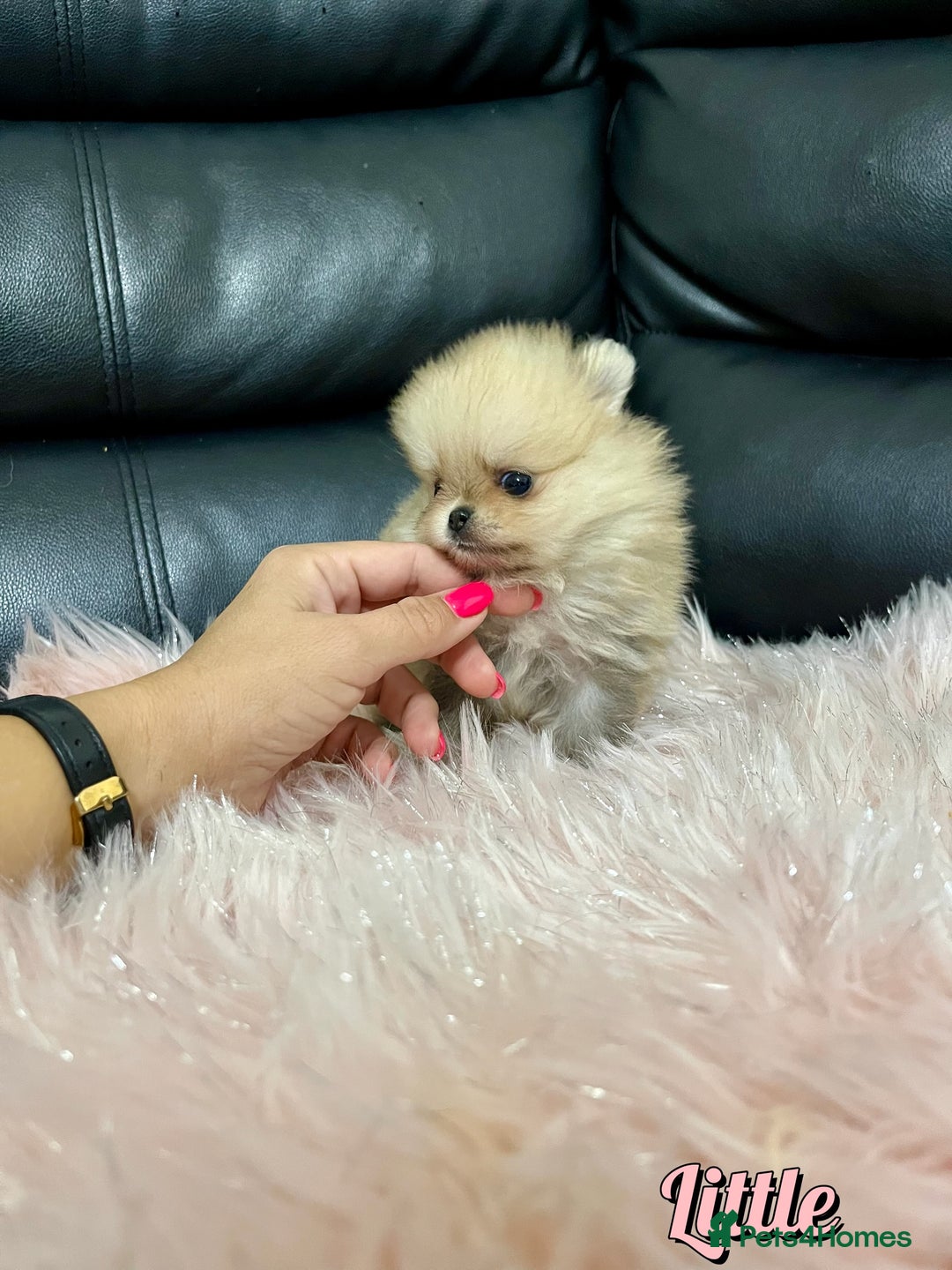 Pomeranian dogs for sale: 🔥Very Tiny🧸 Top Quality  - Image 8