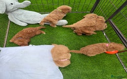 Cockapoo dogs for sale: Cockerpoo Puppies - Image 21