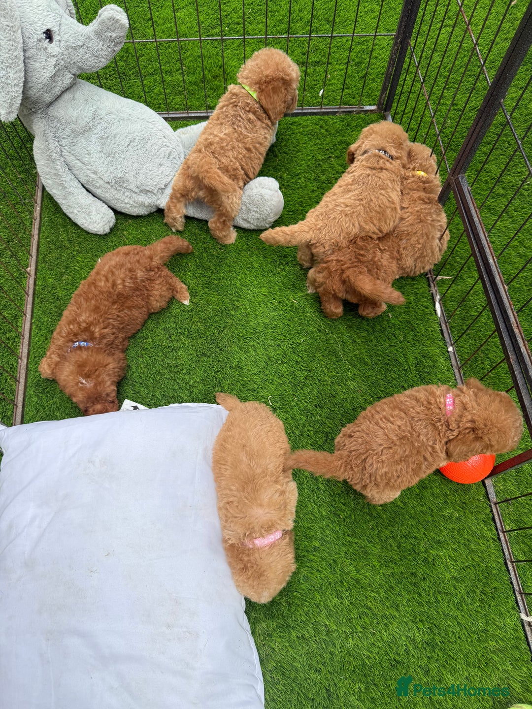 Cockapoo dogs for sale: Cockerpoo Puppies - Image 21