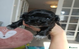 Mixed Breed dogs for sale: Beautiful shihpoo looking for perfect forever home - Image 4