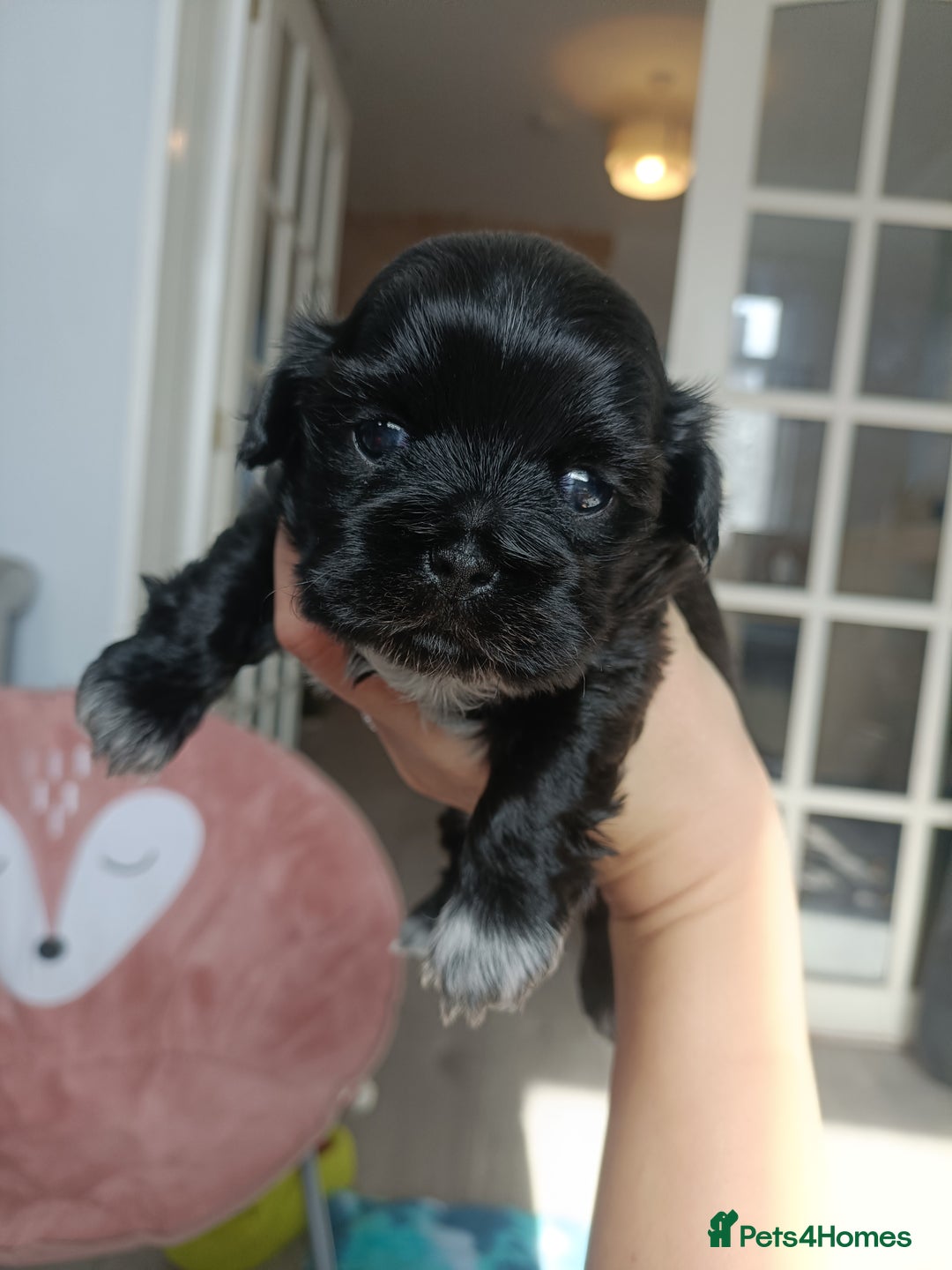 Mixed Breed dogs for sale: Beautiful shihpoo looking for perfect forever home - Image 4