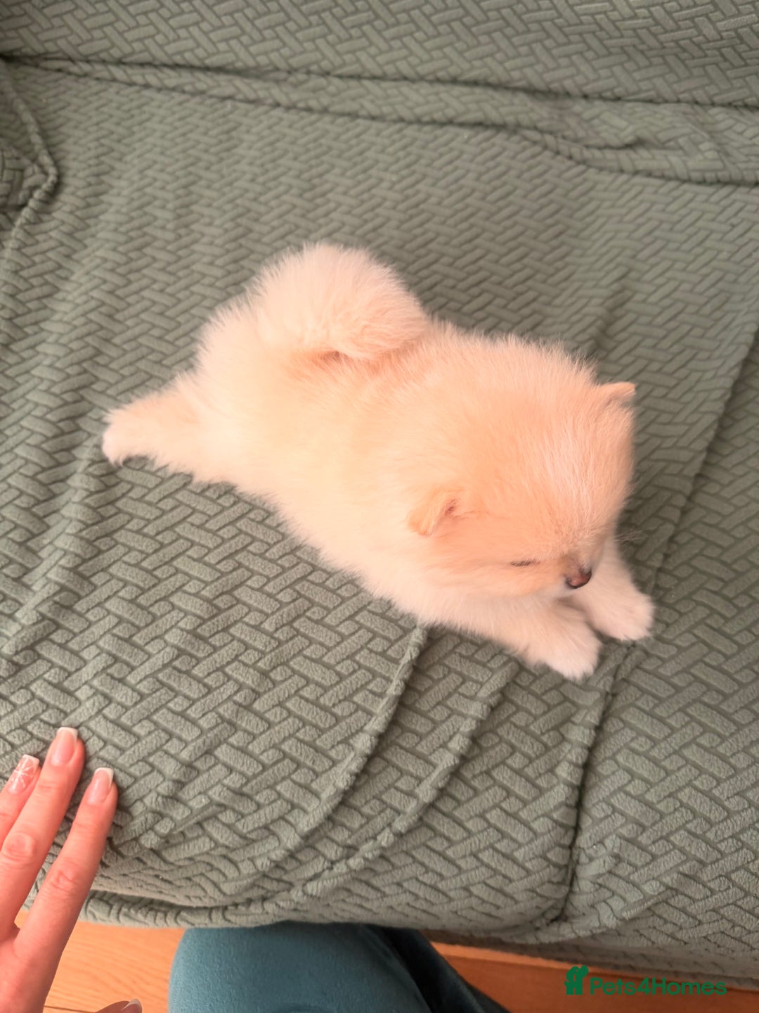 Pomeranian dogs for sale: Stunning Pomeranian Females KC reg. Russian lines - Advert 7