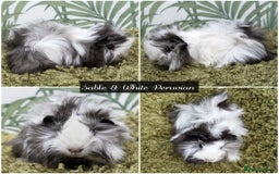 Guinea Pig rodents for sale: Baby long haired guinea pigs in Roche, Cornwall - Image 3