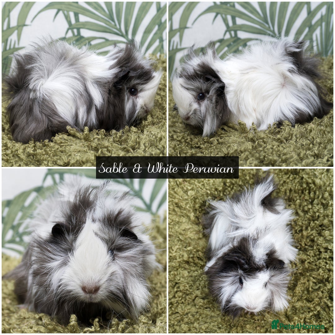 Guinea Pig rodents for sale: Baby long haired guinea pigs in Roche, Cornwall - Image 3