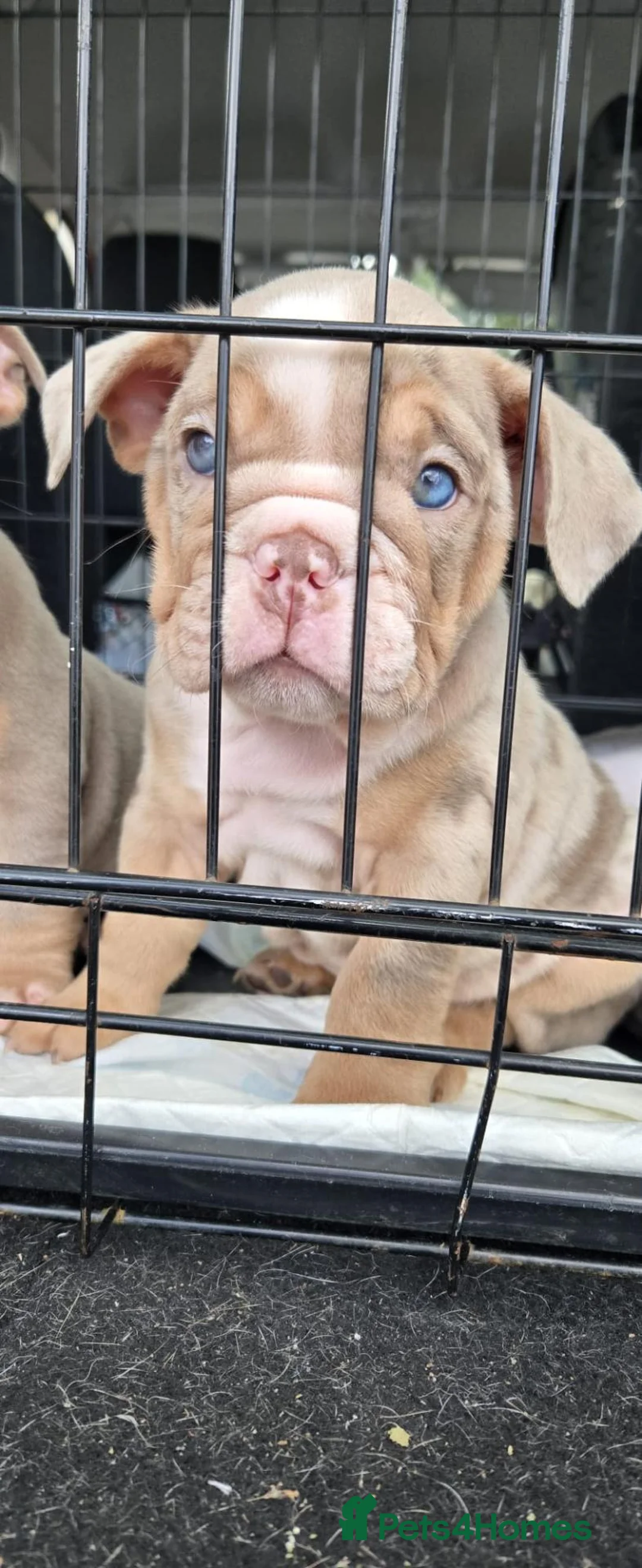 English Bulldog dogs for sale: Lilac Merle English Bulldog in Helston - Advert 3