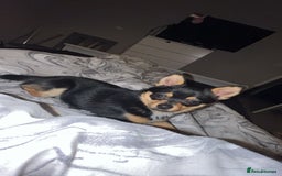 Chihuahua dogs for sale: Beautiful Chihuahua   - Image 4