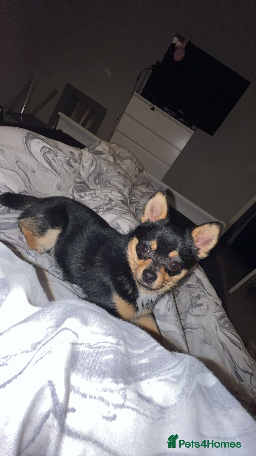 Chihuahua dogs for sale: Beautiful Chihuahua   - Image 4