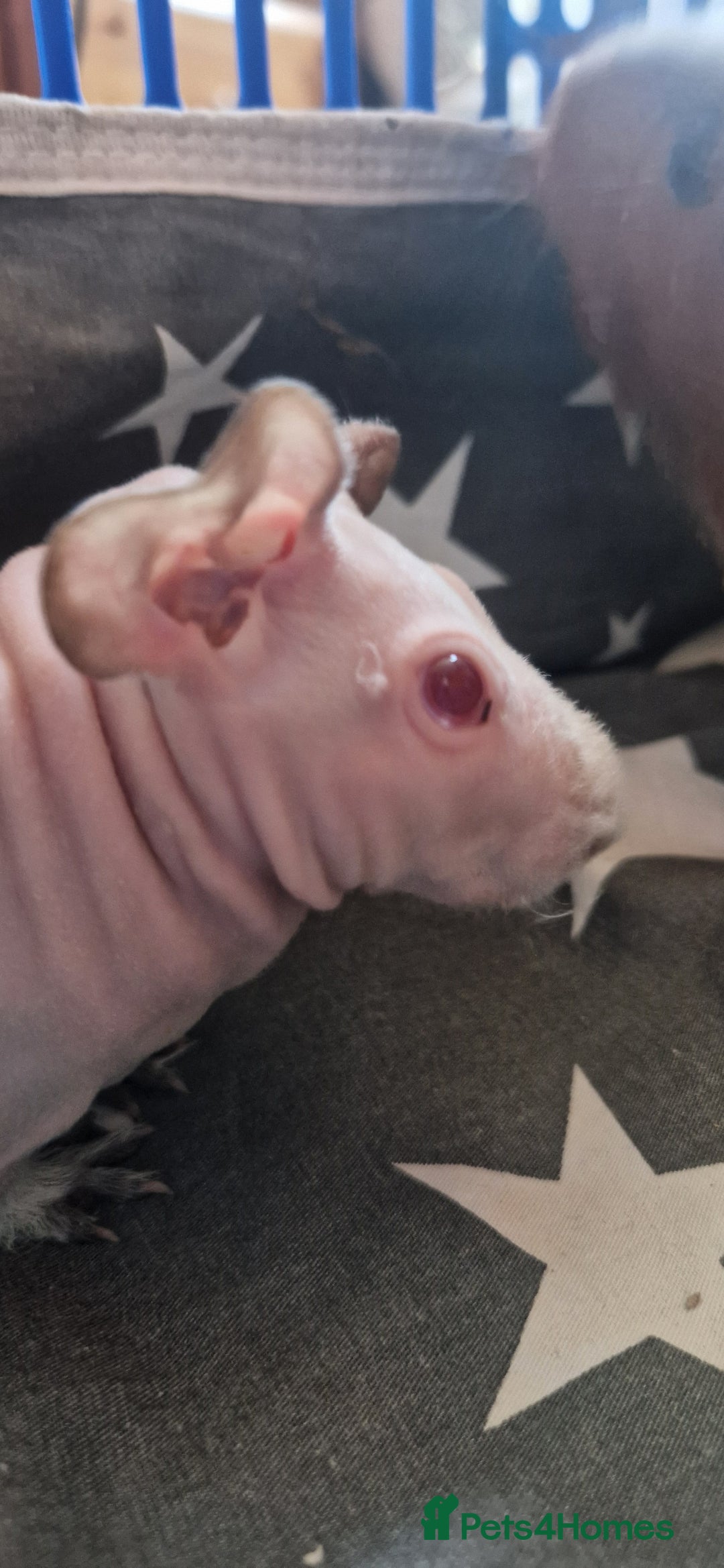 Guinea Pig rodents for sale: 2 x male Guinea Pigs  - Advert 1