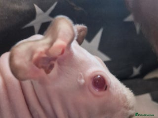 Guinea Pig rodents 2 x male Guinea Pigs - Advert 7