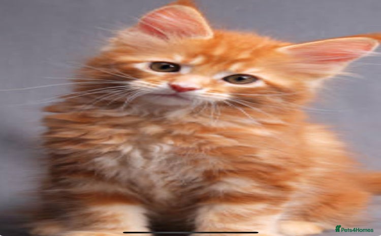 Maine Coon cats - Advert 1