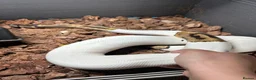 Python Snake reptiles for sale: Beautiful female Pied Royal python.  - Advert 5