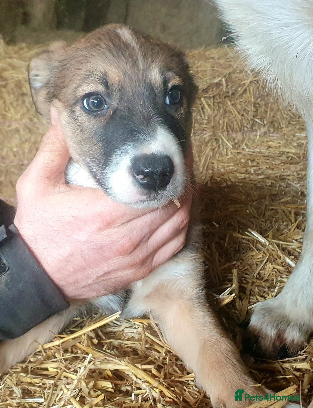 Border Collie dogs for sale: Gorgeous Border Collie Puppies! - Advert 11