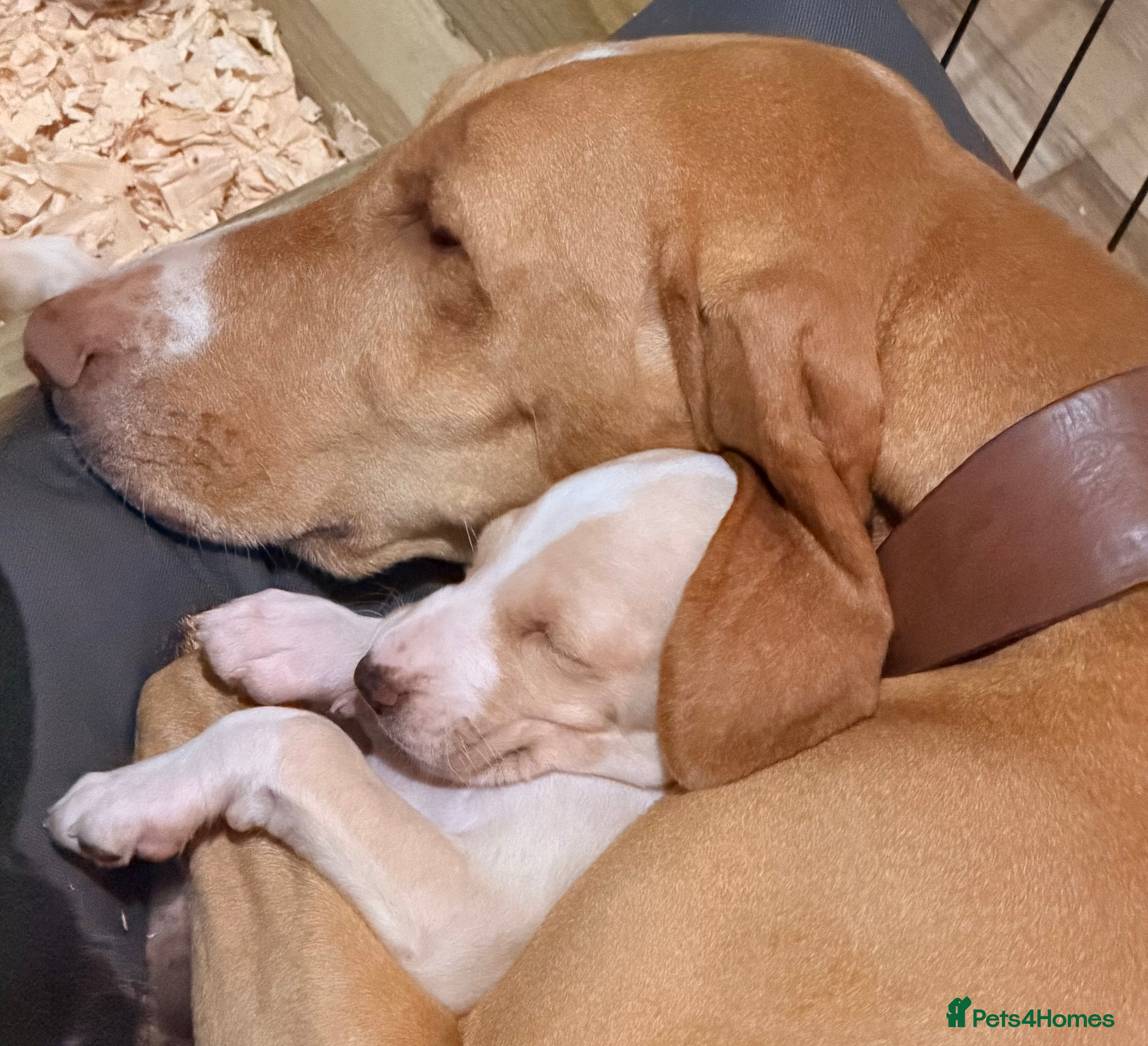 Mixed Breed dogs Brafghano pups  - Advert 3