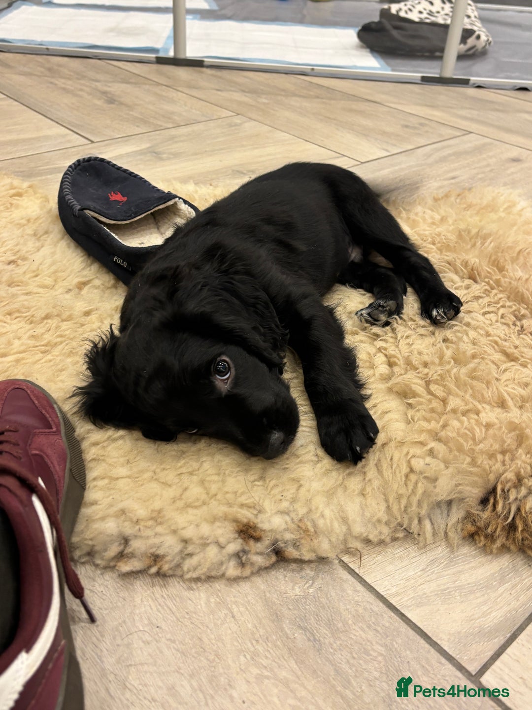 Cocker Spaniel dogs for sale: KC registered cocker spaniels - Image 4