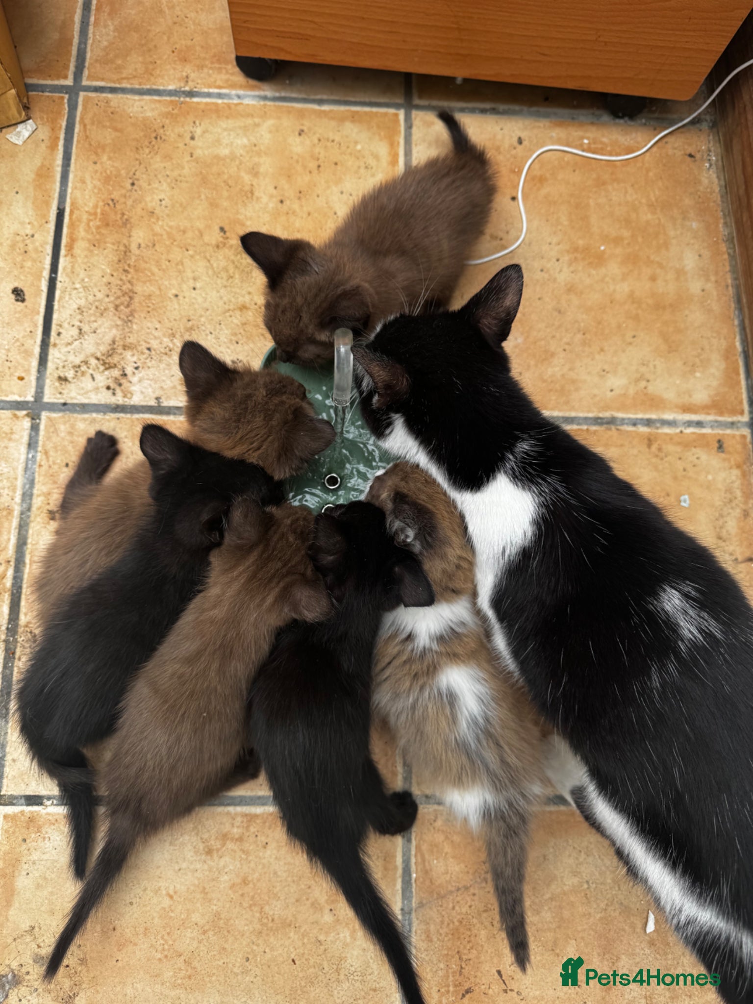 Mixed Breed cats for sale: 5 Beautiful Brown & Black kittens available- Ready - Advert 7