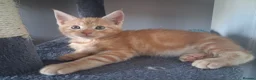 Maine Coon cats for sale: 4 maincoon babies  - Advert 36