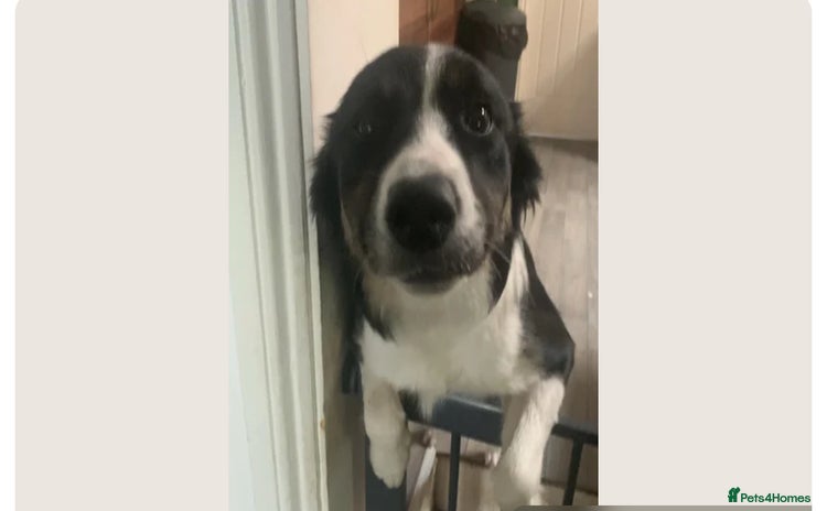 Border Collie dogs for sale - Advert 1
