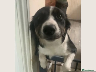 Border Collie dogs - Advert 2