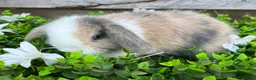 Mini Lop rabbits for sale: Gorgeous Mini lops  - Advert 20