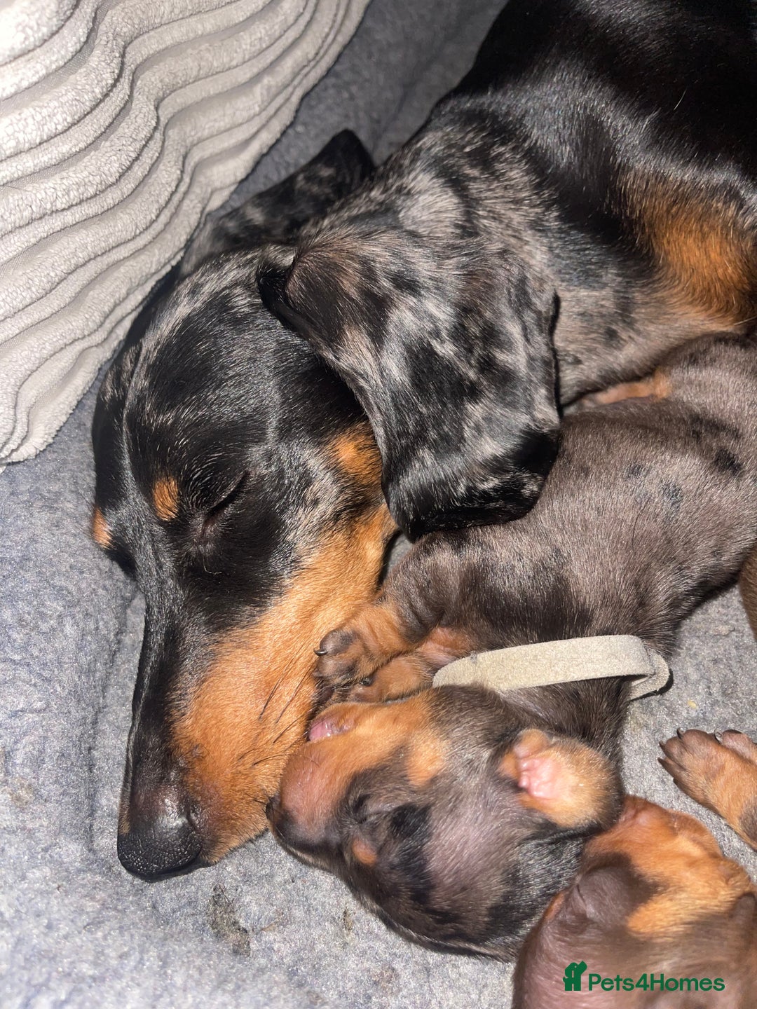 Miniature Dachshund dogs for sale: KC Reg Pedigree Mini Smooth Haired Dachshunds - Image 18