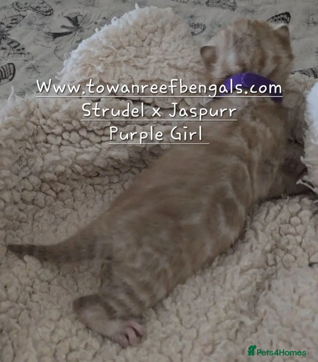 Bengal cats for sale: Silver snow mink Tica registered bengal kittens  - Advert 2