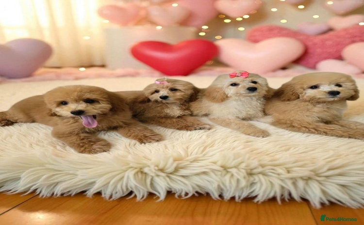 Mini Goldendoodle dogs - Advert 1
