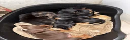 Dachshund dogs for sale: 5 beautiful puppies for sale - Advert 10