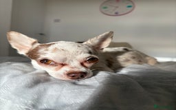 Chihuahua dogs for sale: 💕Stunning chihuahua pups 💕 - Image 2