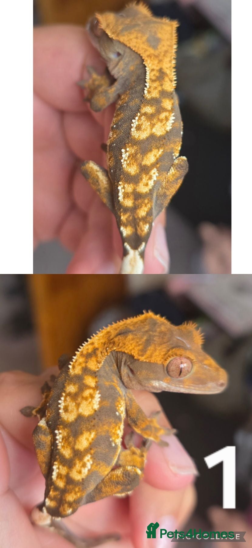 Gecko reptiles Baby, juvenile & 2 adult crested geckos for sale  - Advert 3