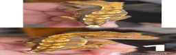 Gecko reptiles for sale: Baby, juvenile & 2 adult crested geckos for sale  - Advert 1