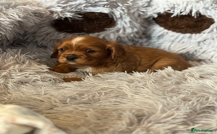 Cavalier King Charles Spaniel dogs - Advert 3