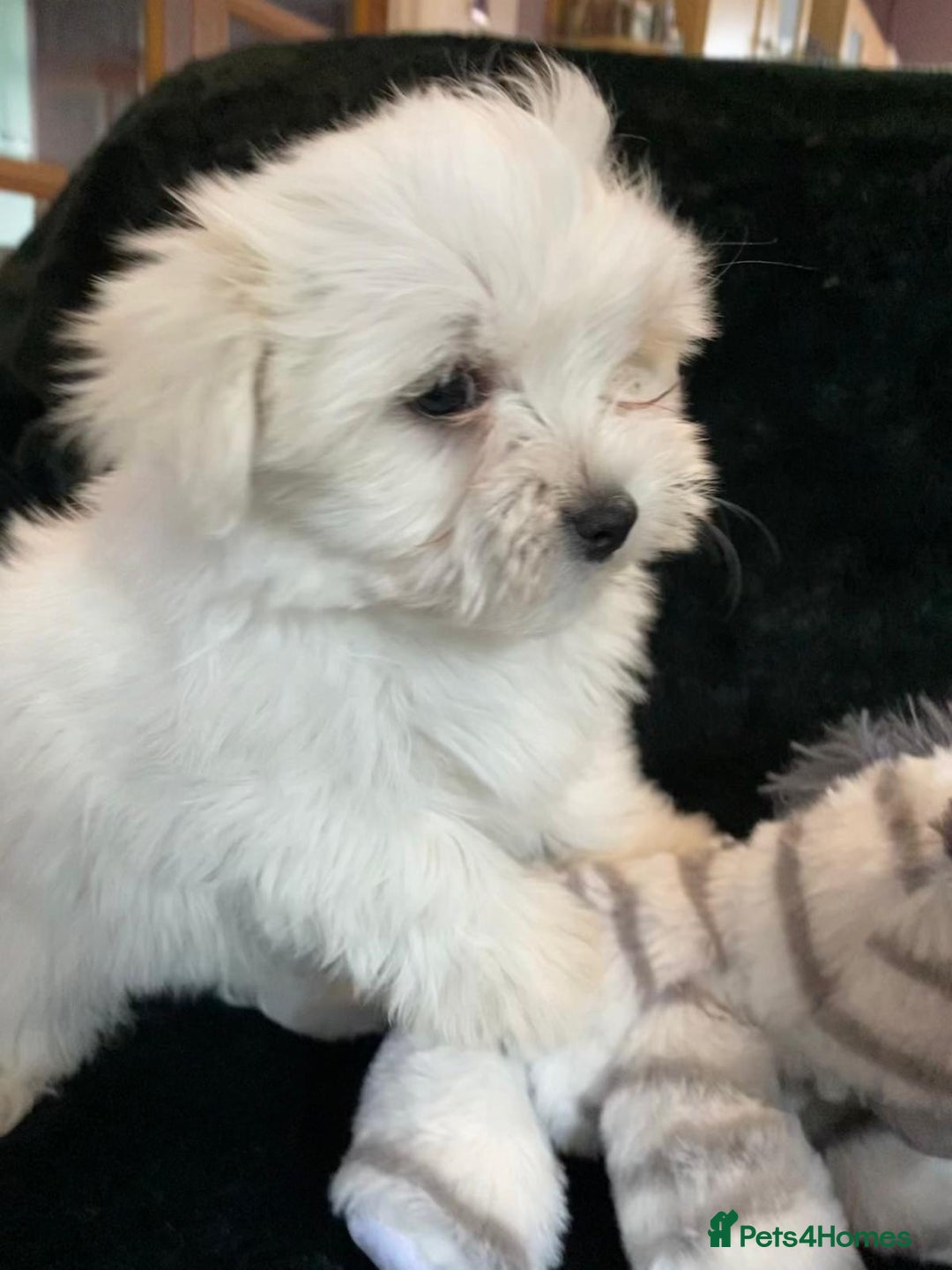 Maltese dogs for sale: Maltese puppies for sale  - Advert 26