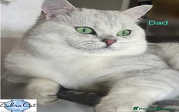 British Shorthair cats for sale: 🐾 4 Adorable British Shorthair Kittens Available! - Image 18