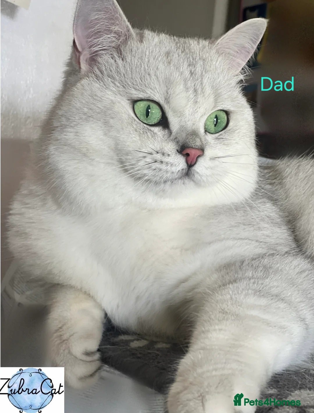 British Shorthair cats for sale: 🐾 4 Adorable British Shorthair Kittens Available! - Image 18