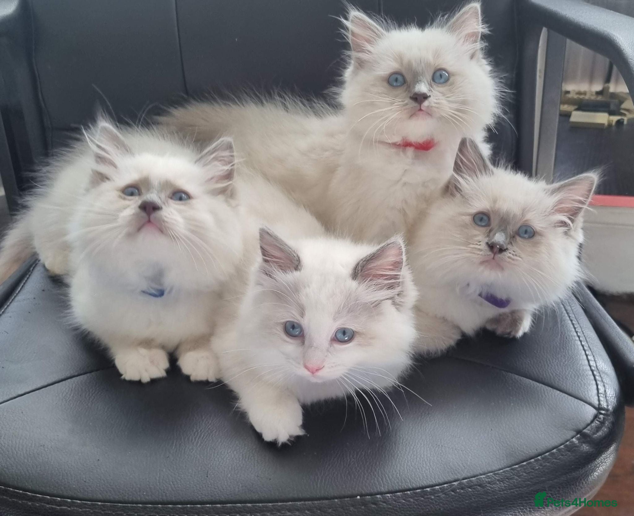 Ragdoll cats Gccf tica ragdoll kittens - Advert 1
