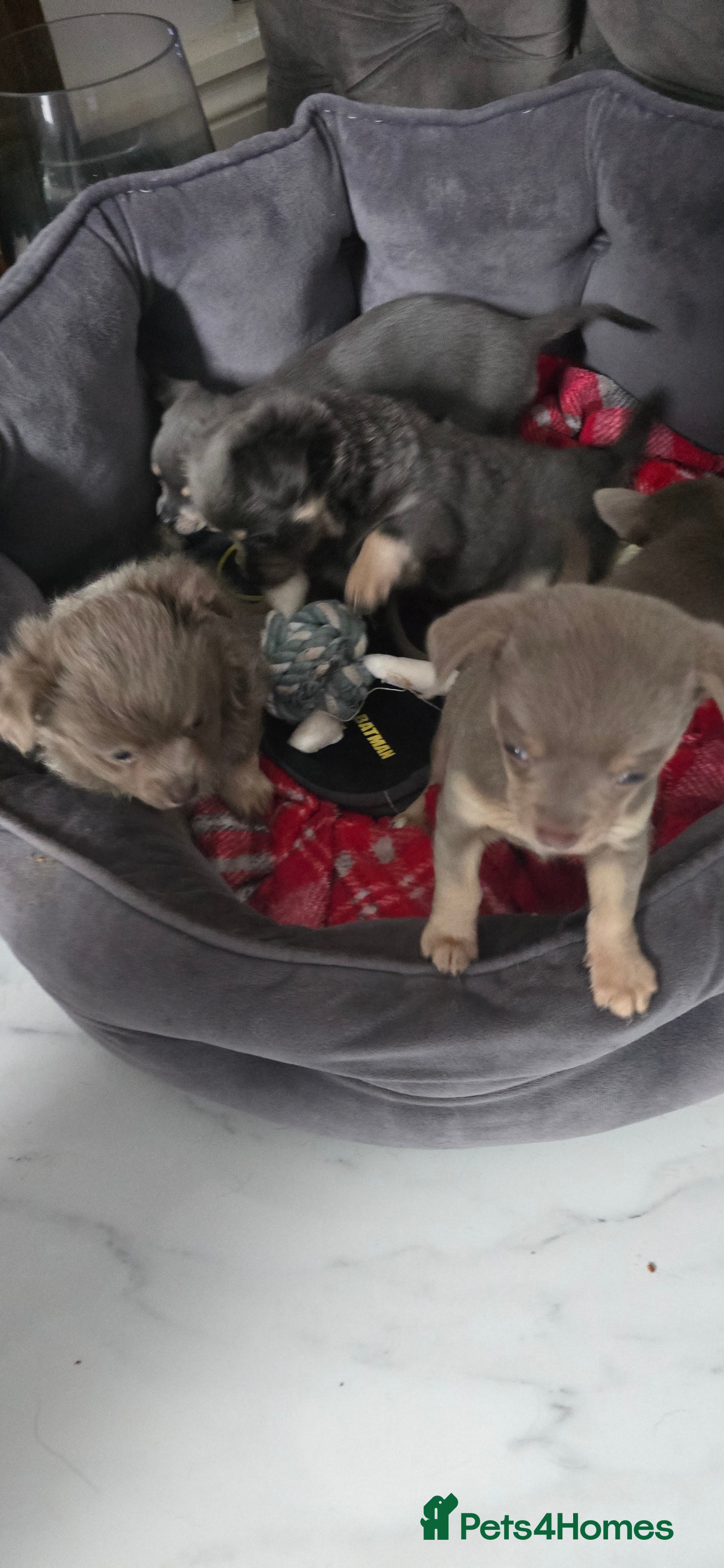 Chihuahua dogs Beautiful Chihuahua puppies  in Blackwood - Advert 6